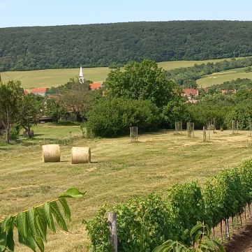 Eladó Telek 8272 Szentantalfa Szentantalfa, Balázs hegy - Panoráma