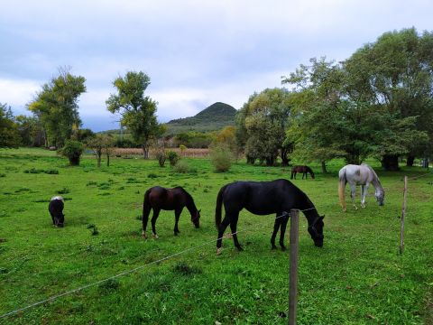 Eladó Telek 8258 Badacsonytomaj 