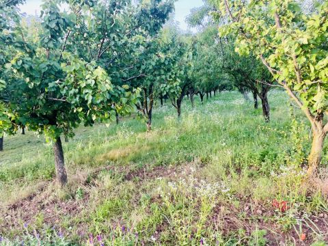 Eladó Telek 8225 Szentkirályszabadja , Balatonalmádi
