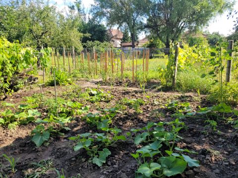 Eladó Ház 5130 Jászapáti Jászapáti, Coop ABC