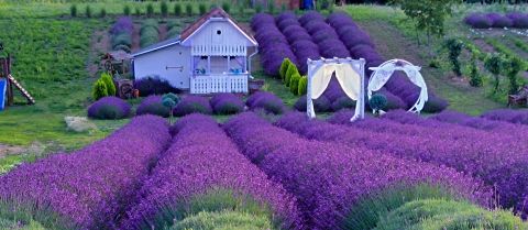 Eladó Mezőgazdasági 4356 Nyírcsaholy 