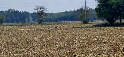 Eladó Telek 9918 Felsőmarác 