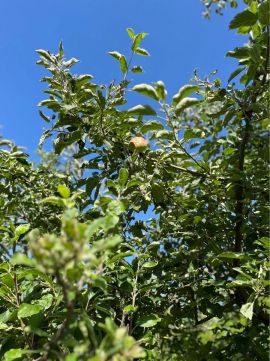 Eladó Telek 8225 Szentkirályszabadja , Balatonalmádi