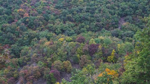 Eladó Telek 6769 Pusztaszer 21 HEKTÁROS KEZELT ERDŐ ELADÓ PUSZTASZER HATÁRÁBAN