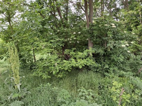 Eladó Mezőgazdasági 8089 Vértesacsa 