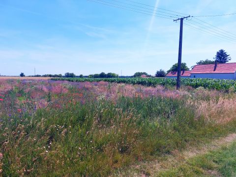 Eladó Telek 2456 Besnyő , Dankó Pista utca 1