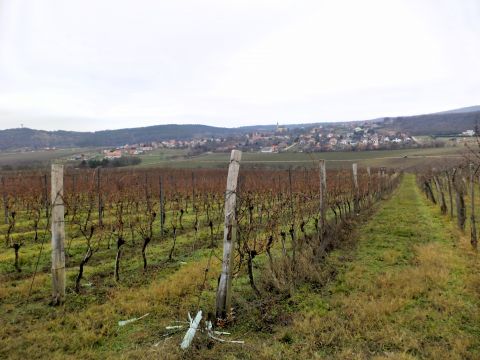 Eladó Mezőgazdasági 8097 Nadap , Nadap szőlőhegy