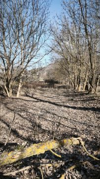 Eladó Telek 8263 Badacsonytördemic 