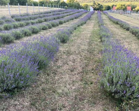 Eladó Telek 2100 Gödöllő , Klapka utcai  buszforduló