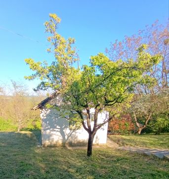 Eladó Ház 8923 Nemesapáti 