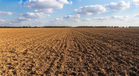 Eladó Mezőgazdasági 5900 Orosháza , 1,5 Ha Szántó eladó mellette 7,5 Ha, egyben nagy érték! 